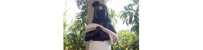ஸ்ரீபெரும்புதூர்